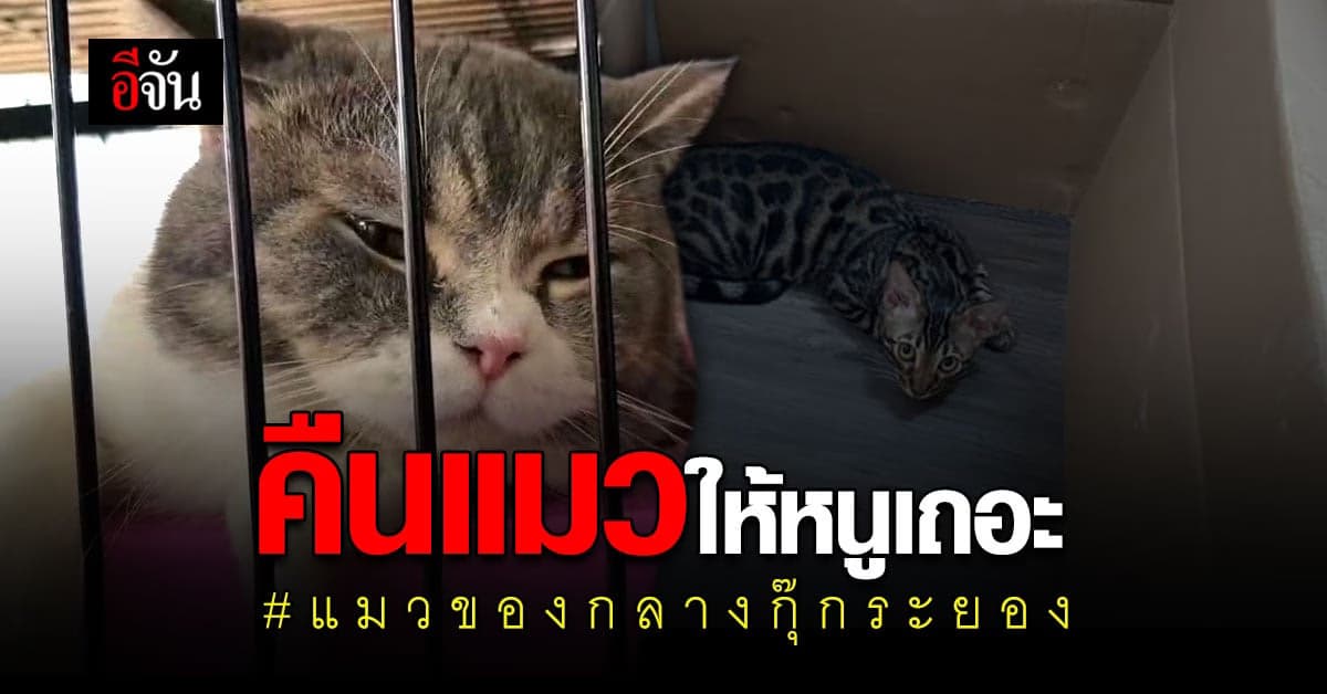 เจ้าของแมว โพสต์ ขอแมวของกลางคืน!