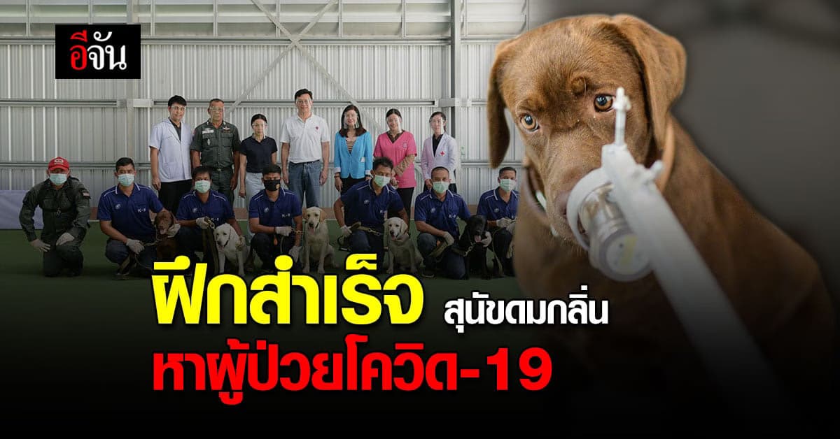 เชฟรอน จับมือ จุฬาฯ  วิจัยสำเร็จ ฝึกสุนัขดมกลิ่นหาผู้ป่วยโควิด แม่น 94.8%