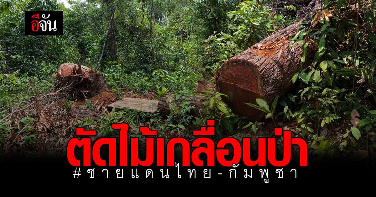 ตัดไม้ ไม่ว่างเว้น! ไม้ 83 ต้น ถูกคนใจร้ายลักลอบตัด กลางป่าชายแดนไทย-กัมพูชา