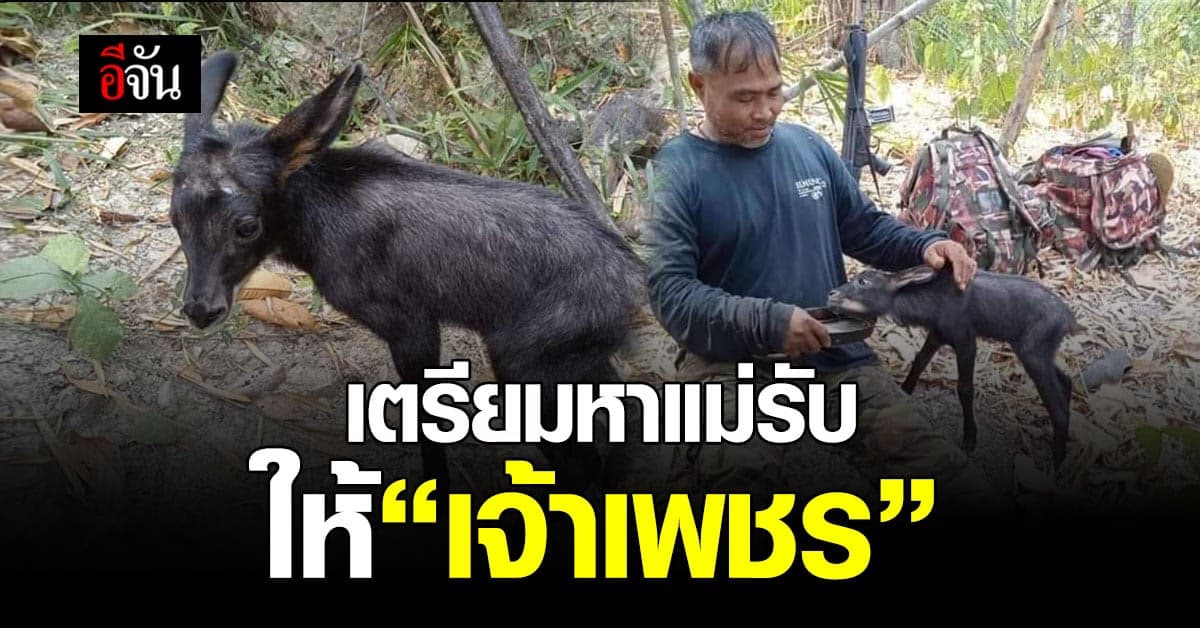 เจ้าเพชร ลูกเลียงผา พลัดหลงแม่ รอวันกินนมจากเต้าแม่รับ