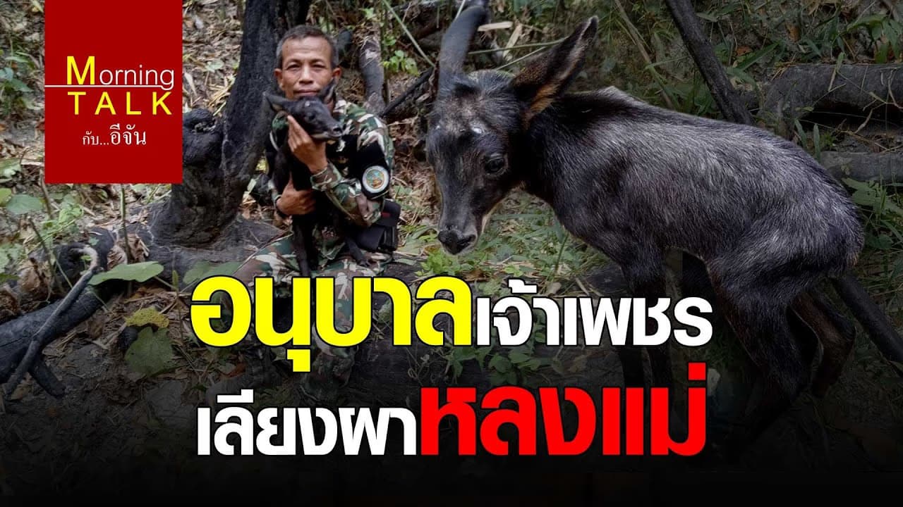 (Video) อนุบาลเจ้าเพชร เลียงผาหลงแม่