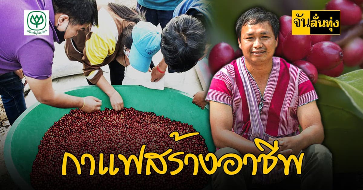 เมล็ดแรกแห่งความภูมิใจ กาแฟเชอรี่ ของดีที่บ้านกองกาย เชียงใหม่