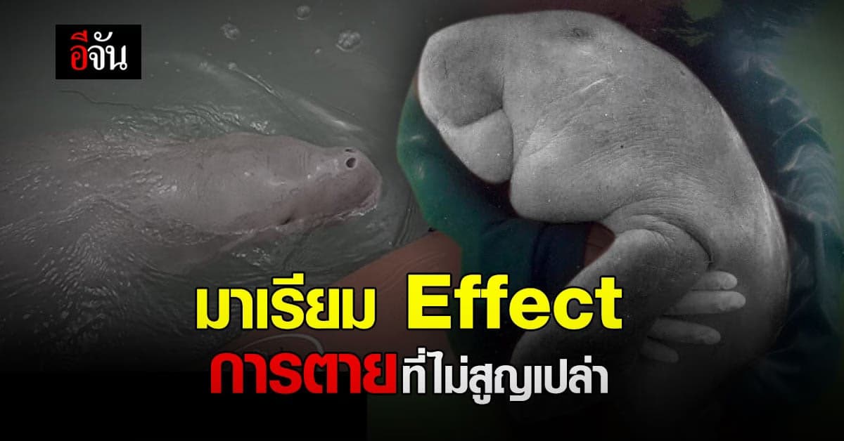 มาเรียม Effect ครม. อนุมัติมาตรการคุ้มครองทะเลและชายฝั่ง จ.ตรัง