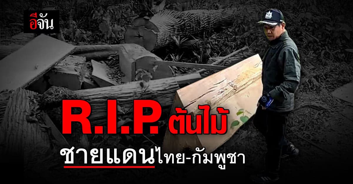 สำนึกคน อยู่ใต้อำนาจเงิน? ชายแดนไทย กัมพูชา ต้นไม้ ถูกโค่นเกือบ 100 ต้น… เห็นแล้วสลด