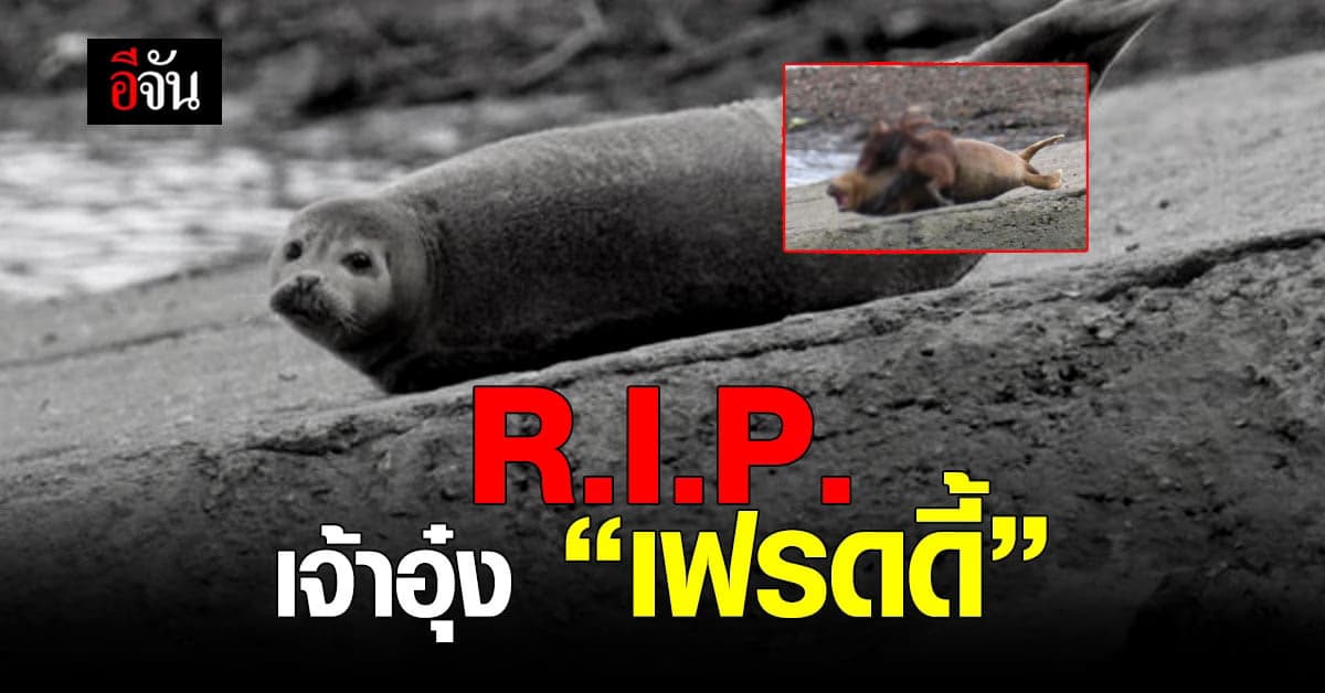 สุดเศร้า แมวน้ำเฟรดดี้ ตาย ขณะรักษาอาการบาดเจ็บ หลังถูกสุนัขกัด