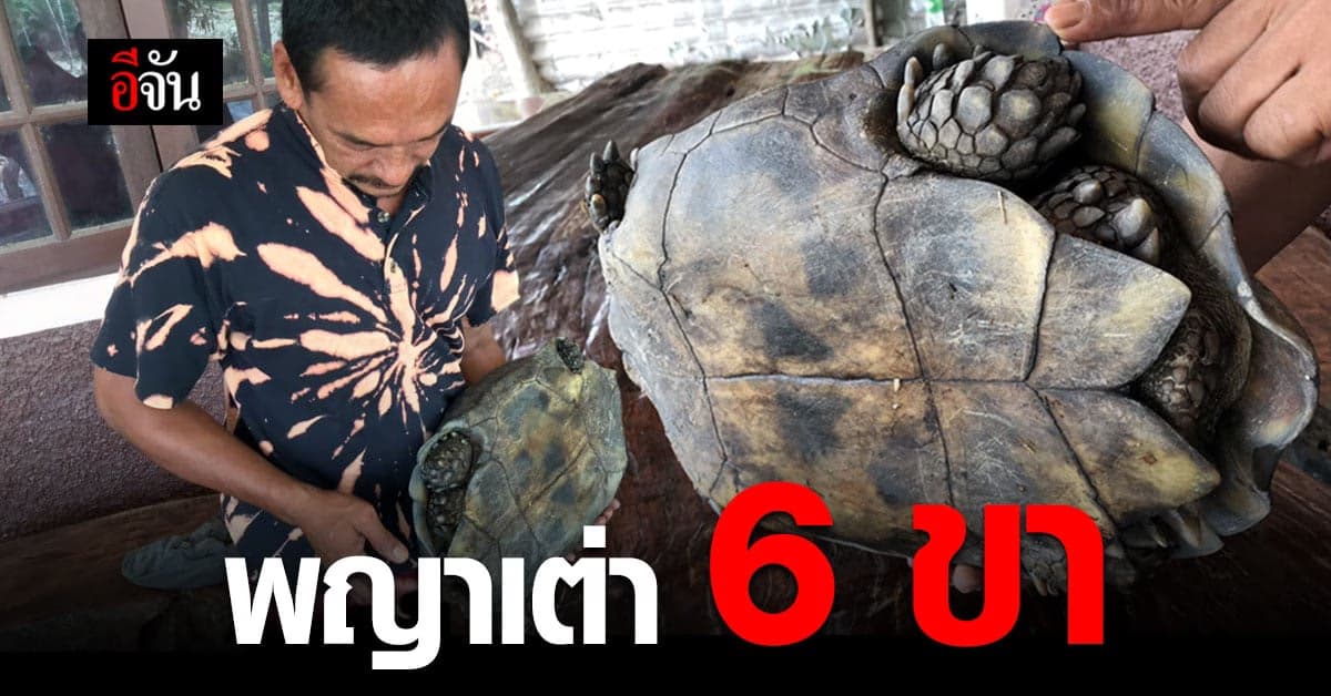 ฮือฮา ! ชาวบ้าน กระบี่ พบ พญาเต่าประหลาด มี 6 ขา หน้า 2 หลัง 4