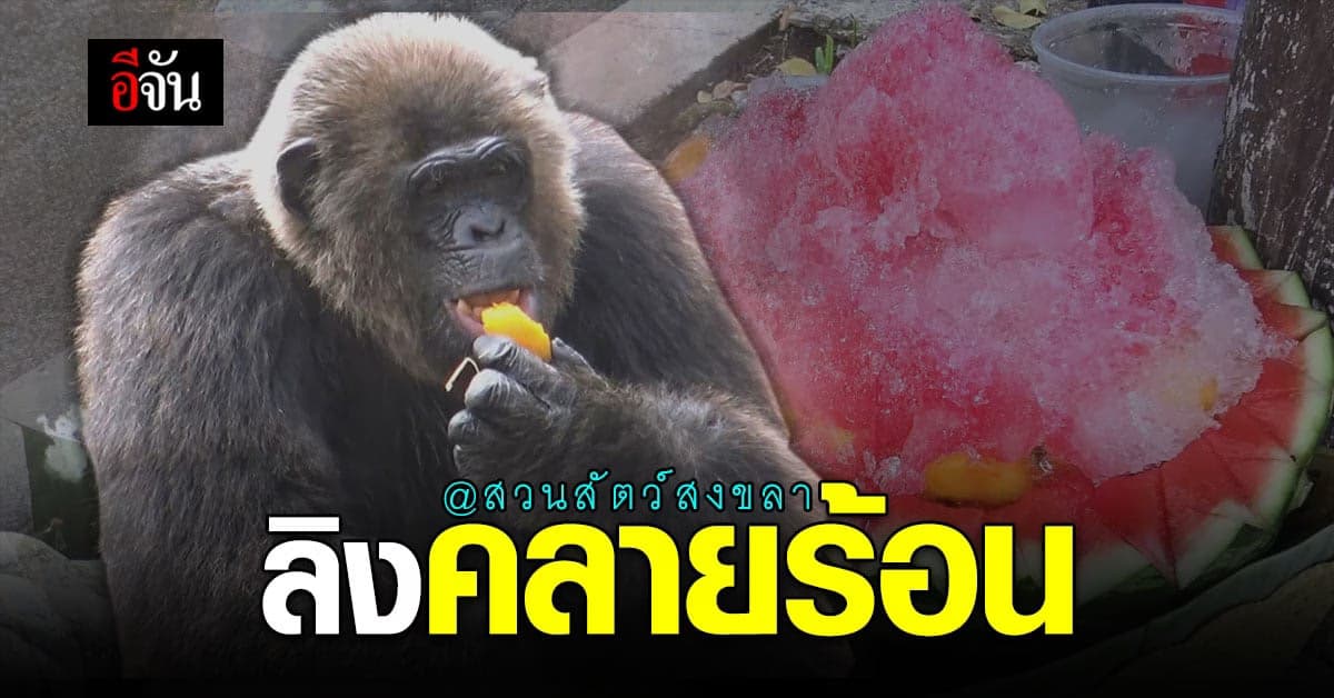 สวนสัตว์สงขลา ทำ  บิงซูผลไม้ คลายร้อนให้เจ้าจ๋อ