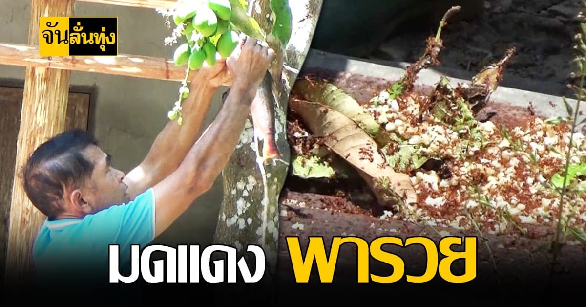 ผู้ใหญ่บ้านตรัง เลี้ยงมดแดง สร้างรายได้