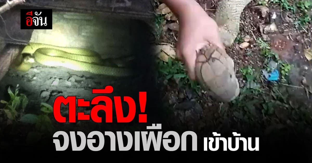 ชาวบ้าน ตะลึง! จงอางเผือก ยาว 4 เมตร เข้าบ้าน
