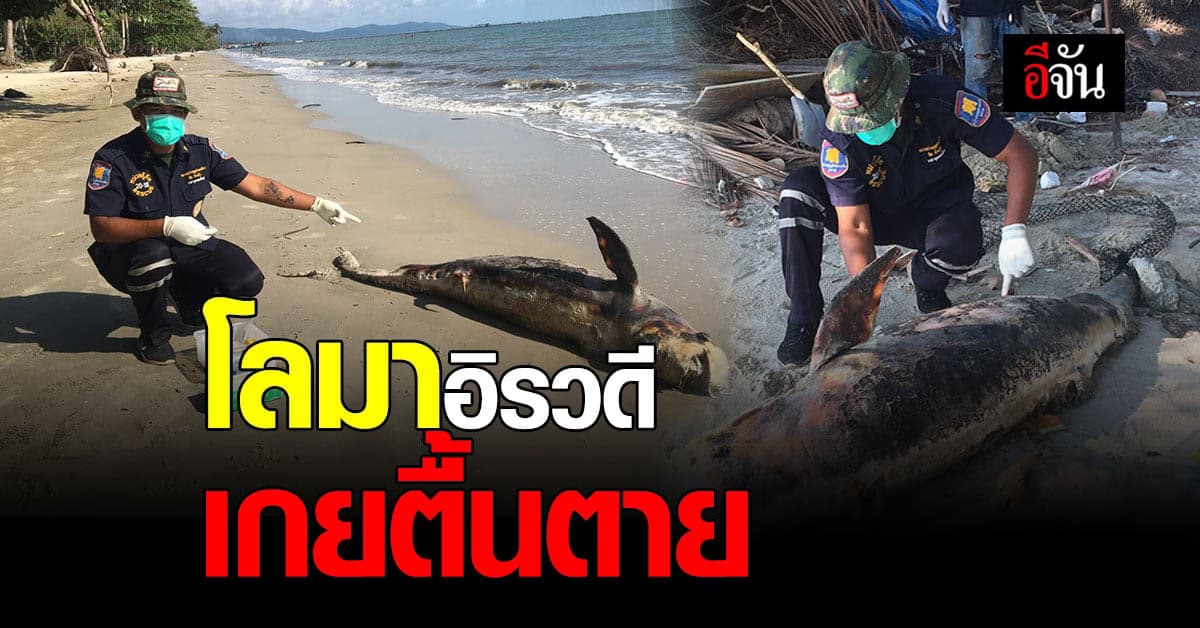 สุดเศร้า! โลมาอิรวดี เกยตื้นตาย ชายหาดบ้านเจ๊กลัก จังหวัดตราด ไม่ทราบสาเหตุ