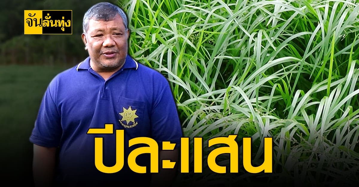 เกษตรกรตรัง  ปลูกหญ้าเลี้ยงสัตว์  สร้างรายได้หลักแสน