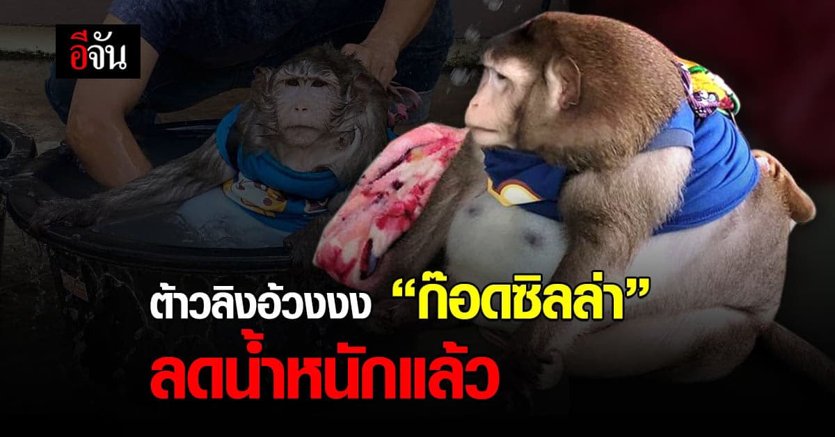 ลิงแสม ต้าวอ้วง เจ้าก็อดซิลล่า ลดน้ำหนักแล้ว 4 ขีด