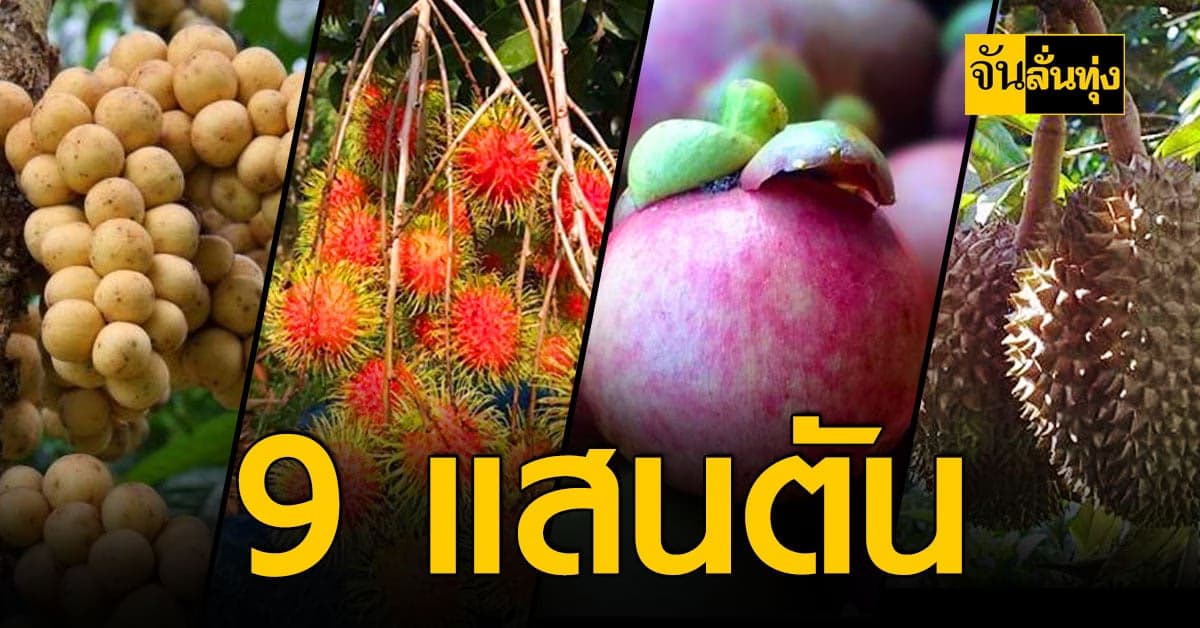 สศก.คาด ผลผลิตผลไม้ ภาคตะวันออกปีนี้ รวม 9 แสนตัน