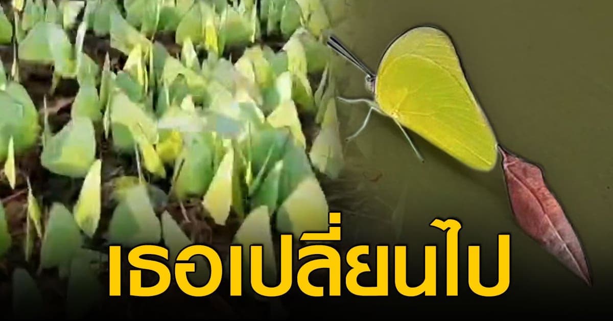 กลายร่าง!กองทัพหนอน ที่โรงเรียนโคราช กลายเป็นผีเสือ