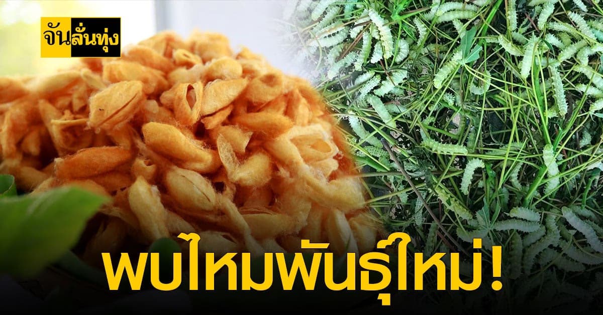 ครั้งแรกในไทย กรมหม่อนไหม ค้นพบ ไหมมันรังเหลือง ที่สระแก้ว