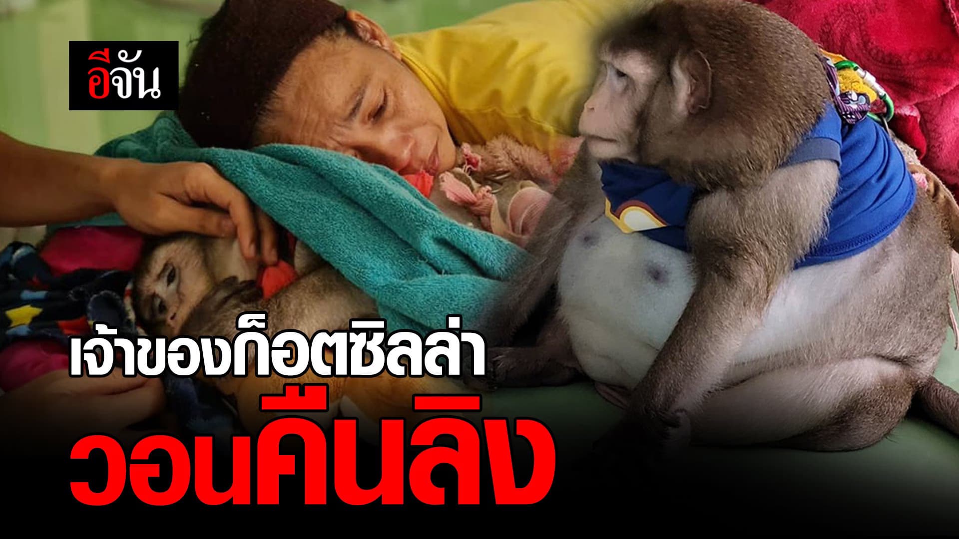 (Video) เจ้าของก็อตซิลล่า วอนคืนลิง