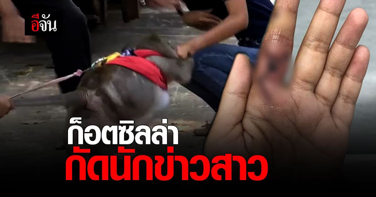 นักข่าวช่องดัง ถูกลิงก็อตซิลล่ากัด เผย ไม่โทษใคร ประมาททั้งคู่