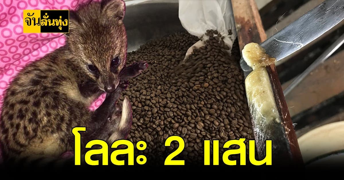 กาแฟไขชะมด ป้าน้อยเพชรบุรี กิโลละ 2 แสน