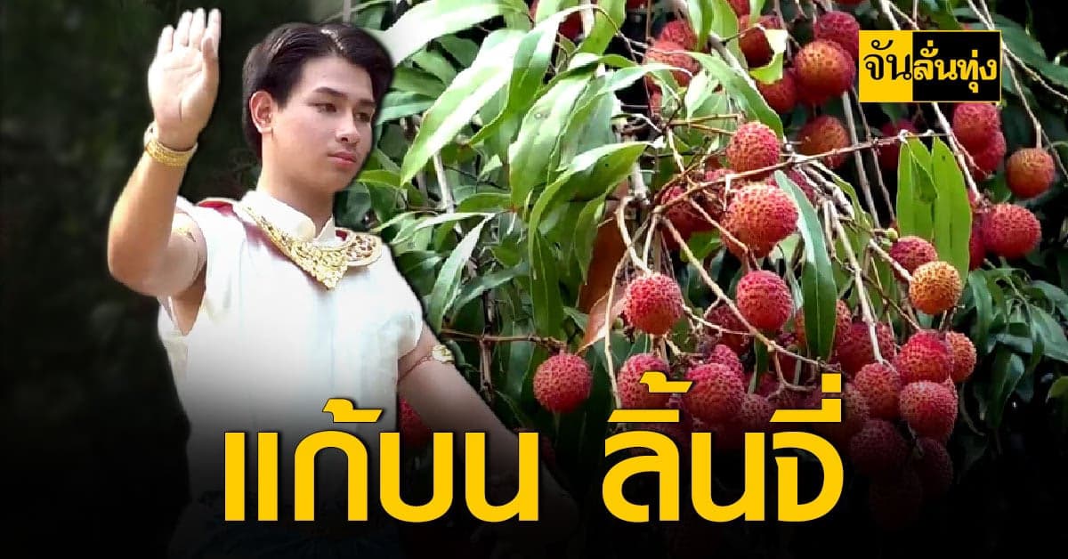 ชาวสวน ลิ้นจี่สมุทรสงคราม แก้บน หลัง ลิ้นจี่ออกผล ในรอบ 3 ปี