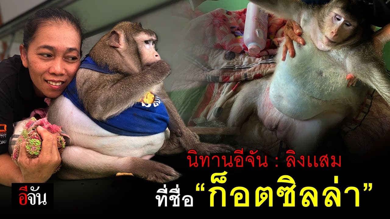 (Video) รู้จักมั้ย ลิงเเสมที่ชื่อ #ก็อตซิลล่า​