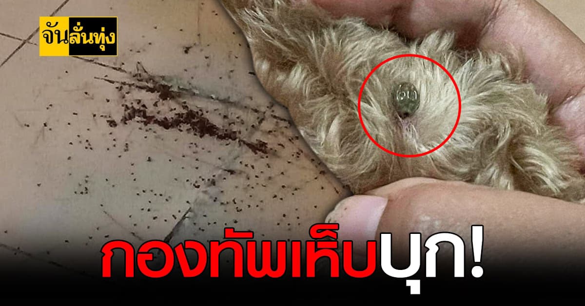 สุดสยอง สาวปทุมฯกลุ้มใจ เห็บ บุกห้องนับพันตัว เกือบเอาชีวิตไม่รอด