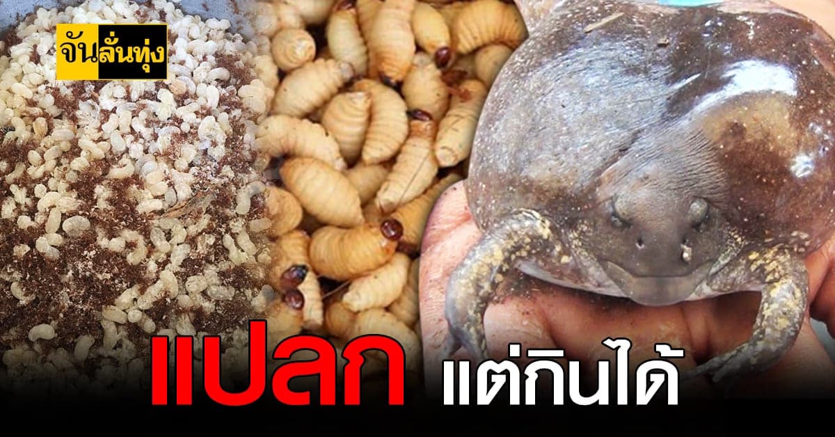 เมนูแปลกหน้าร้อน ที่ตลาดบ้านทาดอยแก้ว ลำพูน