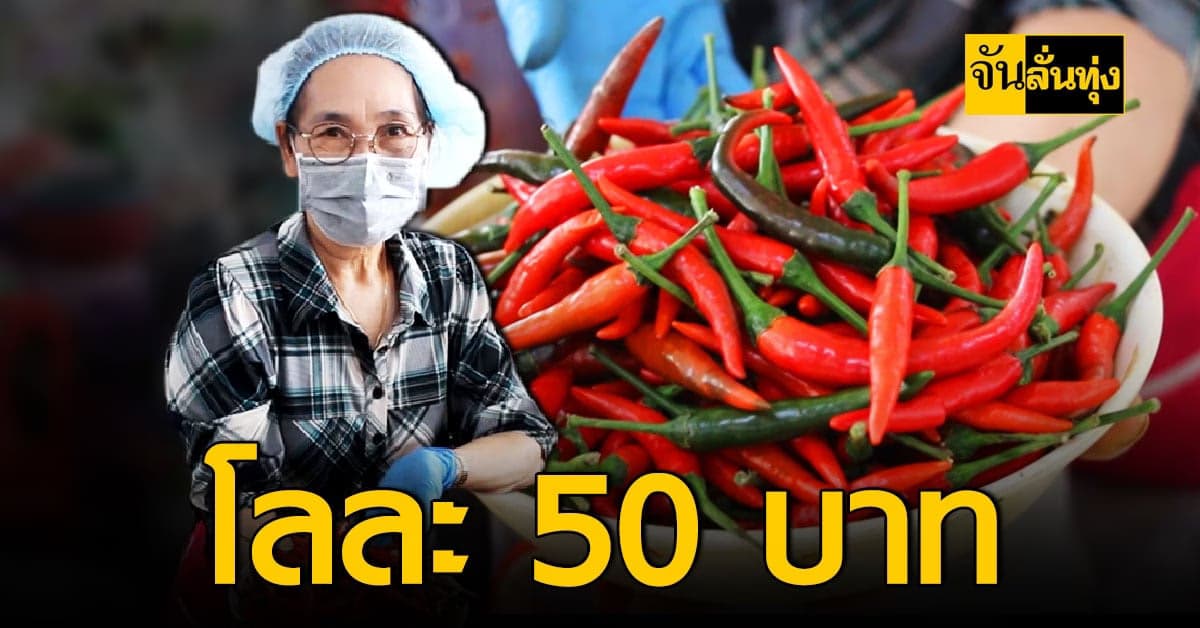 ราคาพริกวันนี้ ที่ขอนแก่น  ลดลงเหลือกก.ละ 50 บาท