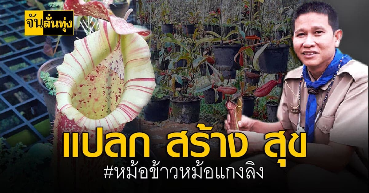 ครูราชบุรี ปลูกหม้อข้าวหม้อแกงลิง เป็นอาชีพเสริม สร้างรายได้