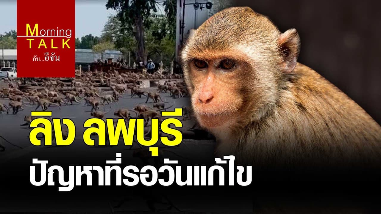 (Video) ลิง ลพบุรี ปัญหาที่รอวันแก้ไข