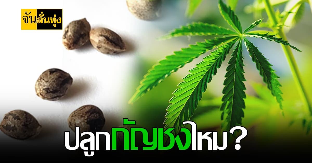 หนุน ปลูกกัญชง เป็นพืชเศรษฐกิจ