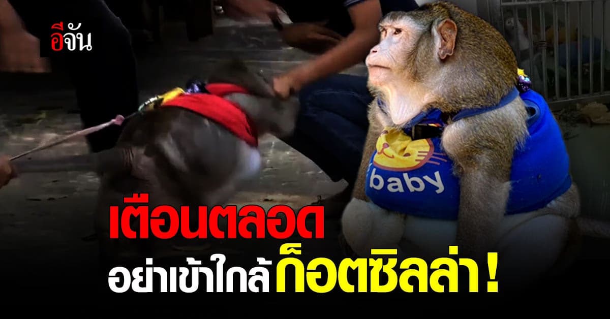 เจ้าของยืนยัน เตือนทุกคนเสมอ อย่าเข้าใกล้ ก็อตซิลล่า