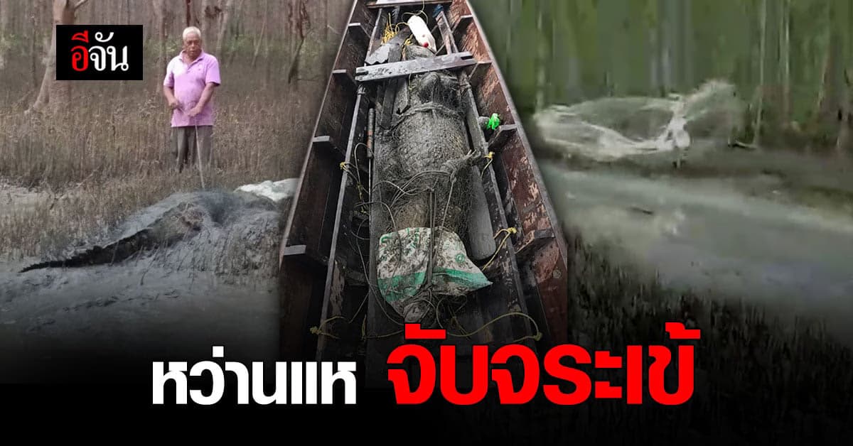 จับได้แล้ว ! จระเข้น้ำเค็ม เกยตื้นในร่องน้ำ ป่าชายเลน อำเภอพุนพิน สุราษฎร์ธานี