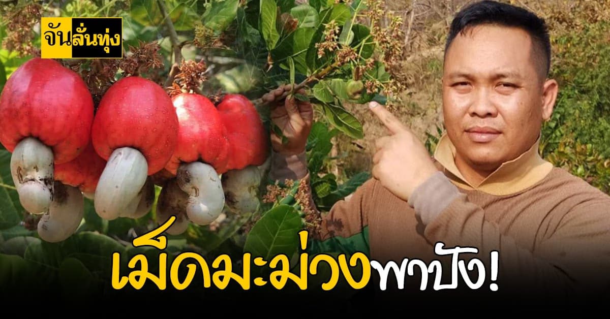 หนุ่มน่าน สานฝัน พัฒนาสายพันธุ์ เม็ดมะม่วงหิมพานต์ นาน 8 ปี!