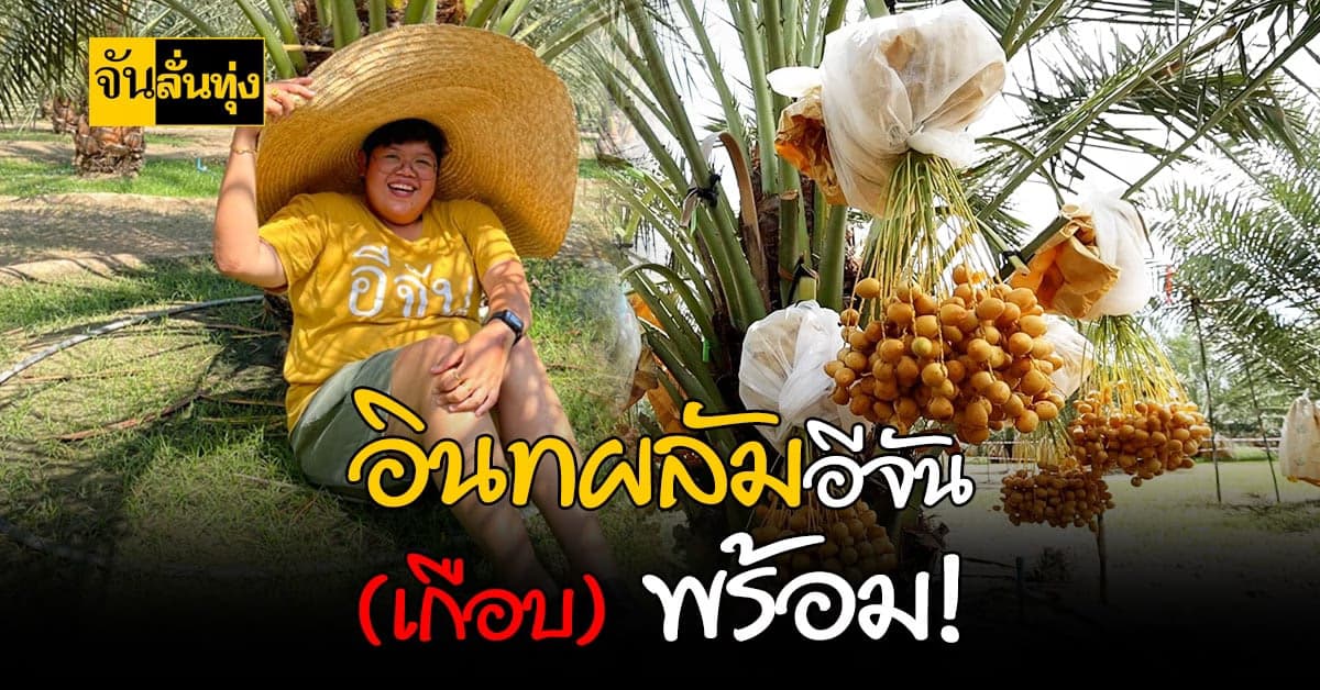 ใกล้แล้วจ้า อินทผลัม ที่อีจัน ใกล้ได้กินแล้ว