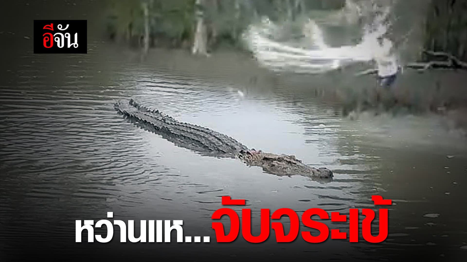 (Video) หว่านแห…จับจระเข้