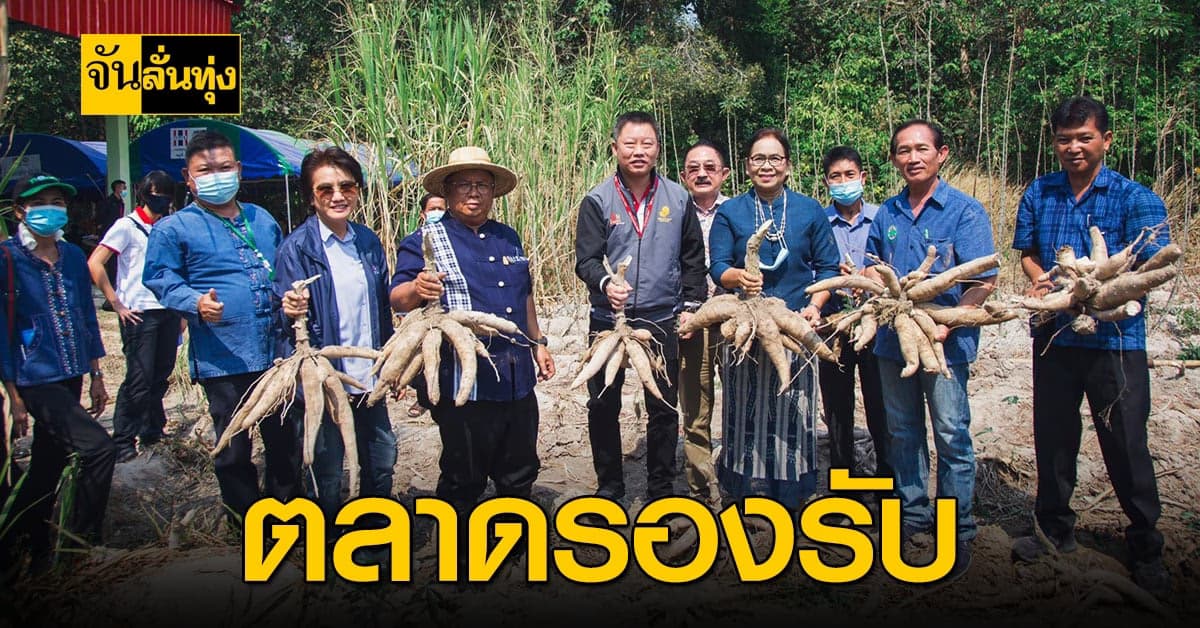 เกษตรกรอุบลราชธานี ปลูกมันสำปะหลังอินทรีย์ สร้างรายได้