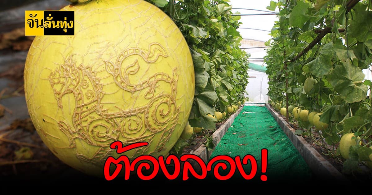 ชาวสวนโคราช แกะสลักผลเมล่อน ไร้สารพิษ สร้างยอดขายสุดปัง