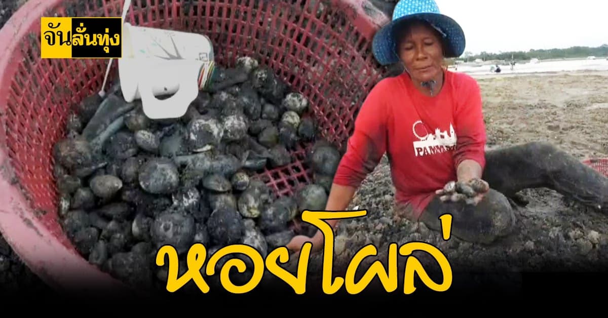 1 ปีมีครั้งเดียว ชาวบ้านระยอง เก็บหอยตลับ