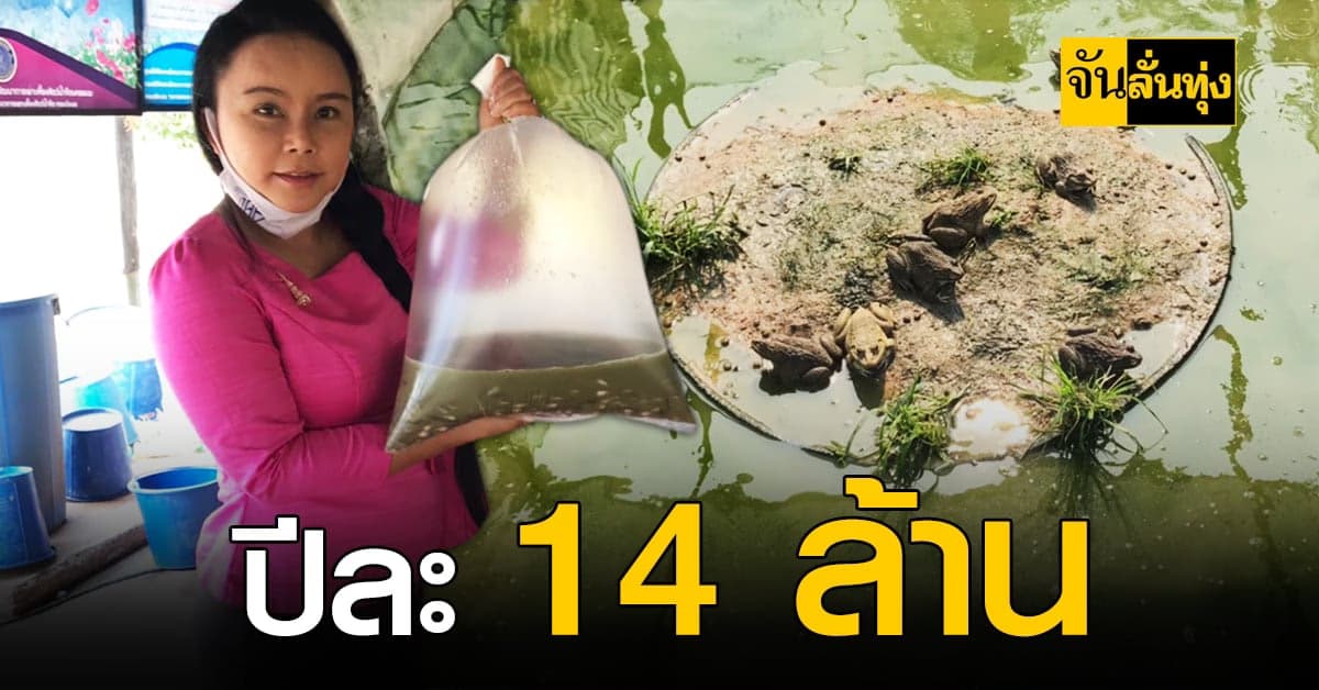 เกษตรกรอุดรธานี เลี้ยงลูกอ๊อดกบ รายได้หลักล้าน