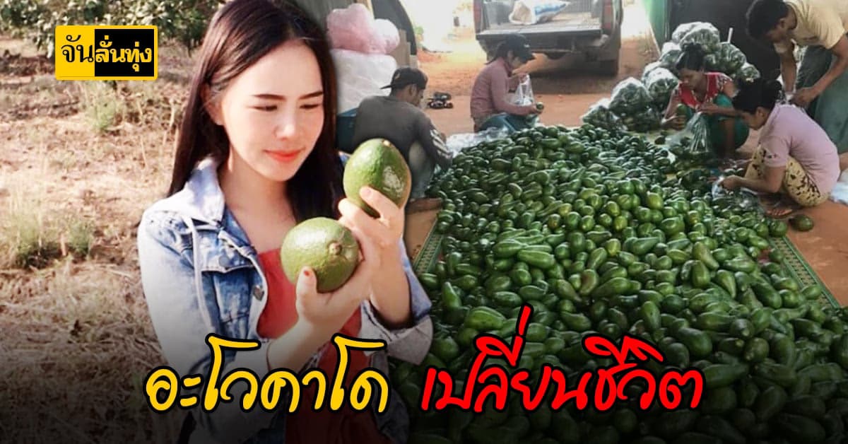 สาวตาก ขายอะโวคาโด เดือนละแสน!