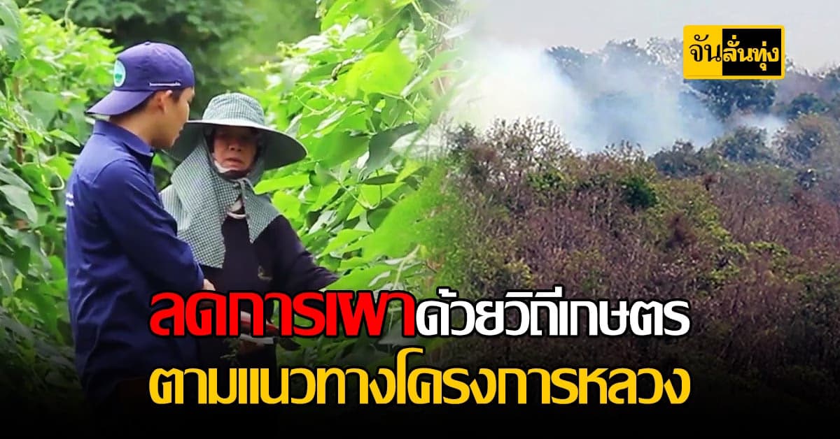 ชุมชนแม่จริม  ใช้ โครงการหลวง ลดการเผาแก้ปัญหามลภาวะ