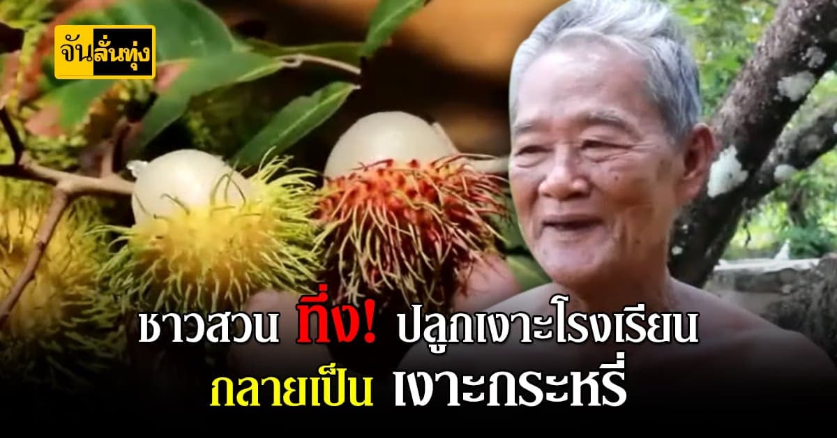 ชาวสวนตราด ปลูก เงาะกระหรี่ แปลกแต่อร่อย