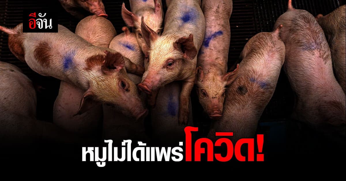 อย่าเข้าใจผิด โควิดไม่ได้มากับโรคติดต่อของหมู!