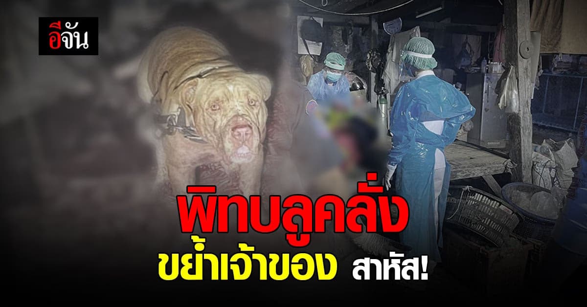 พิทบูลคลั่ง ขย้ำเจ้าของ บาดเจ็บสาหัส