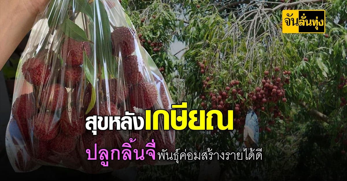 ลิ้นจี่พันธุ์ค่อม ของดีแม่กลอง สุดยอดของอร่อยที่ต้องกินสักครั้งในชีวิต