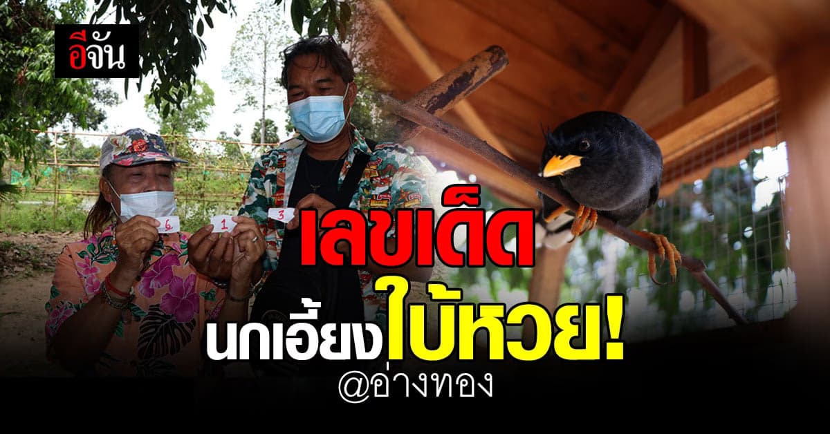 เลขเด็ดงวดนี้ เจ้าโอเลี้ยง นกเอี้ยงใบ้หวย วัดเยื้องคงคาราม อ่างทอง ให้เลขเด็ด