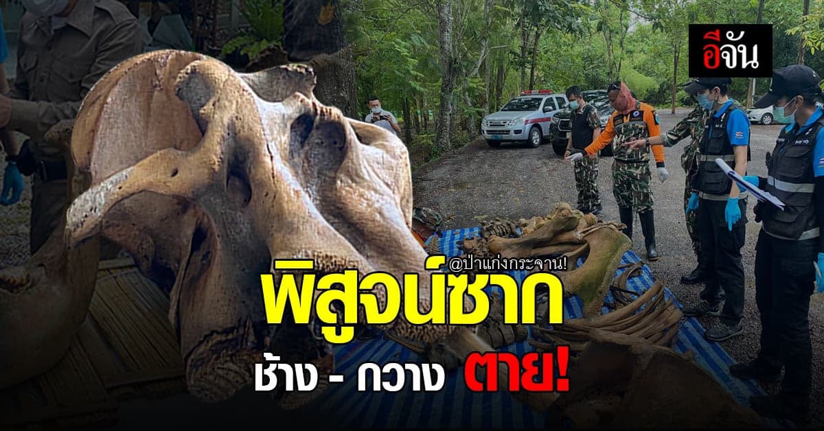 อช.แก่งกระจาน ลงพื้นที่พิสูจน์ ซากช้าง – ซากกวาง ตายคาป่าแก่งกระจาน