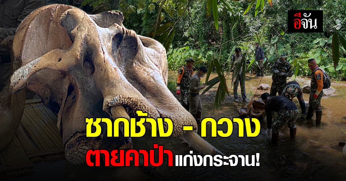 อัลบั้มภาพ ซากช้าง ซากกวาง ตายคาป่า แก่งกระจาน