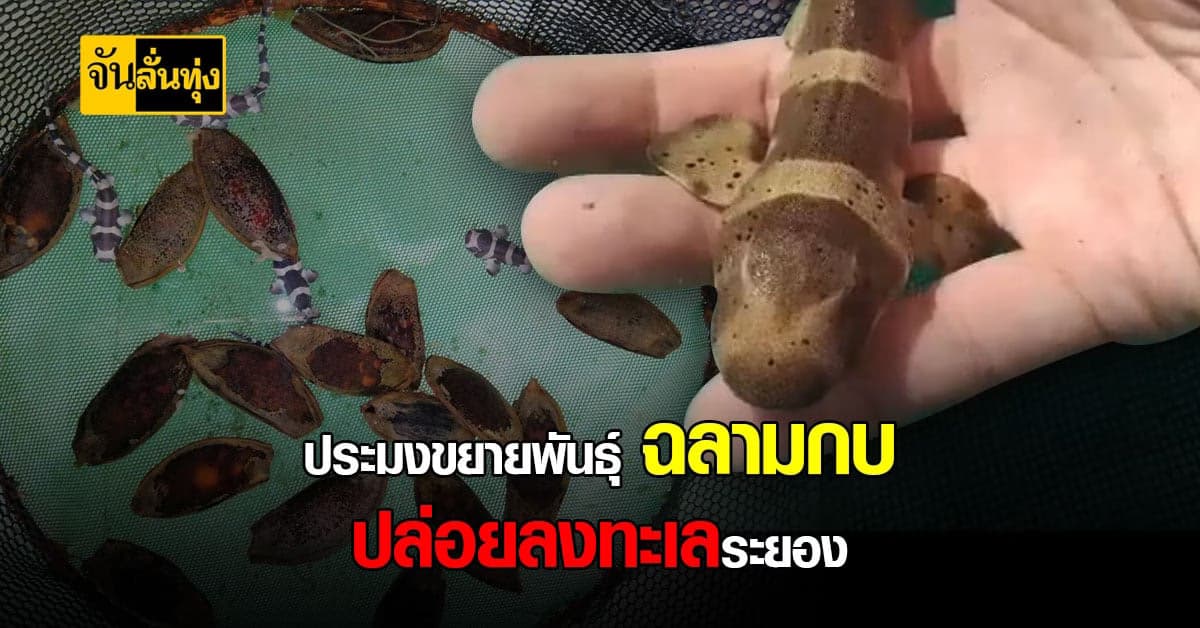 กรมประมงปล่อย ฉลามกบ สู่ทะเล หวังปรับระบบนิเวศให้สมบูรณ์