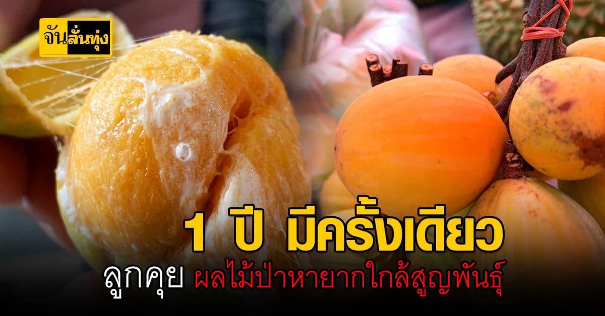 แม่ไม่คุยแต่ ลูกคุย ผลไม้ป่าหายาก ของดีเมืองตราด